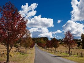 Trees during autumn — Doors & Windows in Armidale, NSW